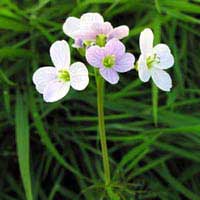 Cuckoo Flower - Cardamine pratensis