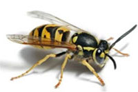 Wasp