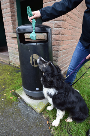 Dog watching dog poo bag being disposed of in a litter bin.