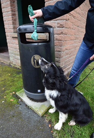 Dog watching dog poo bag being disposed of in a litter bin.