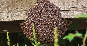 Bee swarm image courtesy of Trisha Marlow