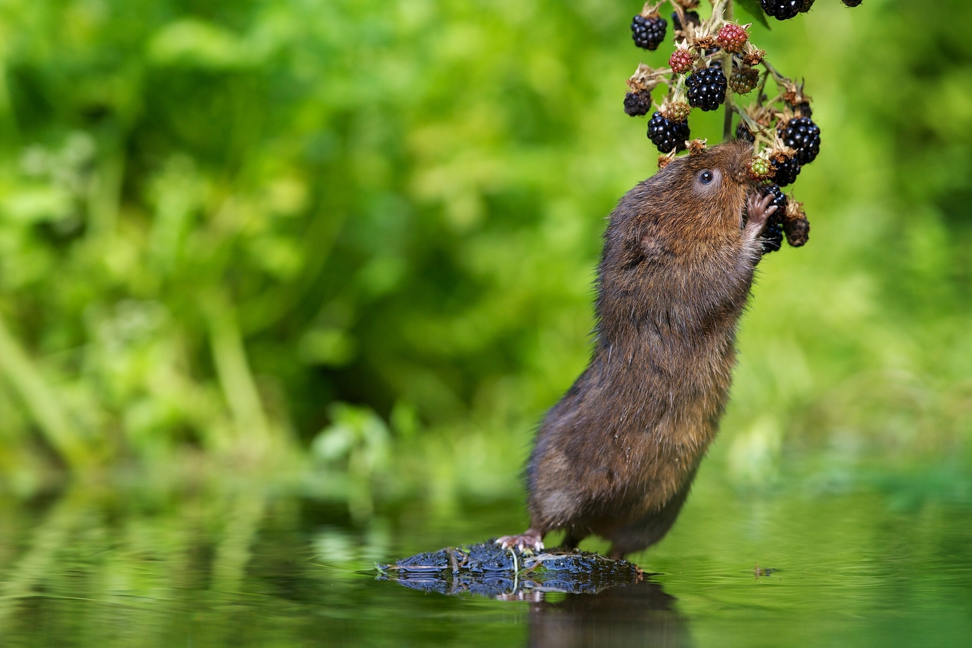 Water vole reaching for blackberries