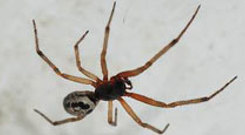 Noble False Widow Spider