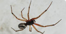 False Widow Spider Bite Leaves Barry Woman In Hospital Bbc News
